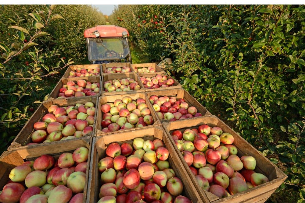 A tractor loaded with wooden crates full of freshly harvested apples in an orchard.